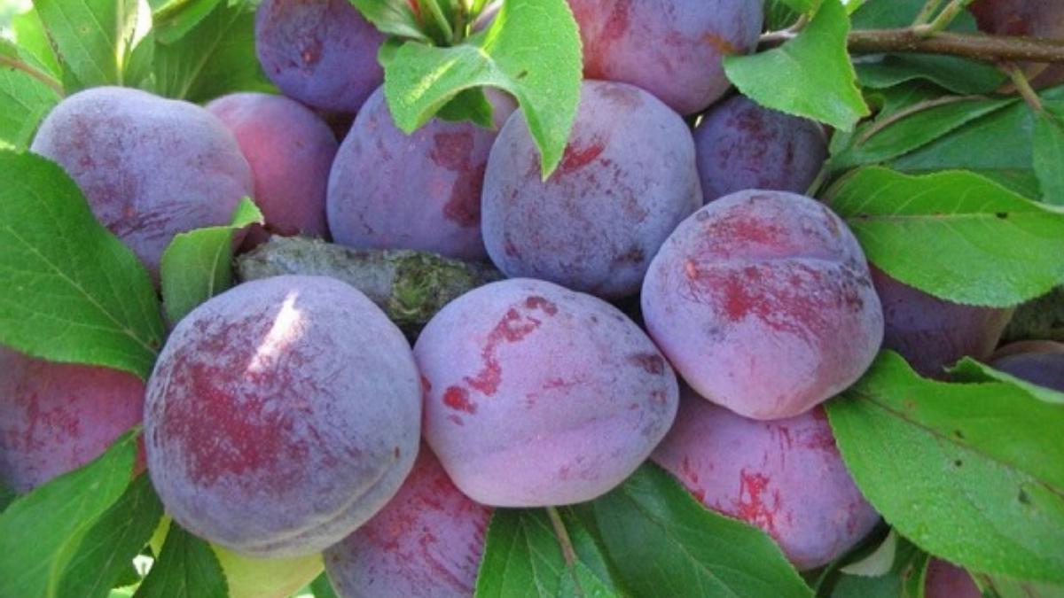 Опадает слива. Почему и что делать?