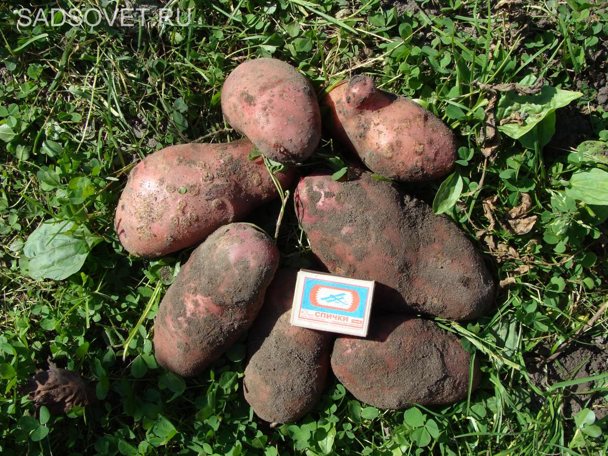 Картофель и что нужно знать при его хранение