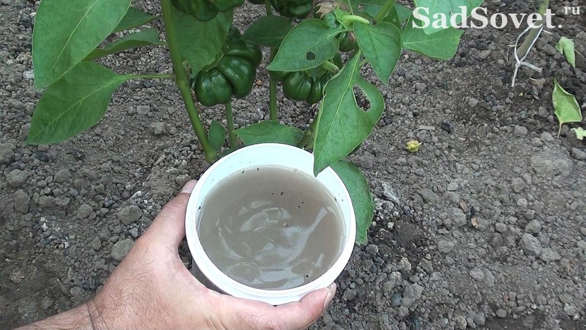 Древесная зола органическое удобрение, как удобрять золой